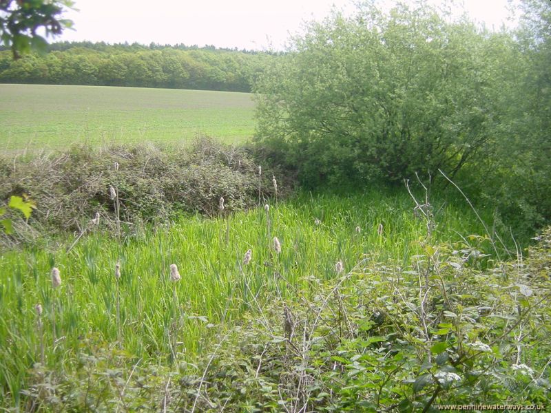 clearing near Haw Park, Barnsley Canal