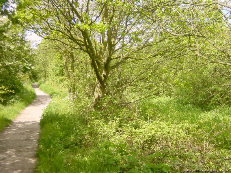 Haw Park woodland, Barnsley Canal