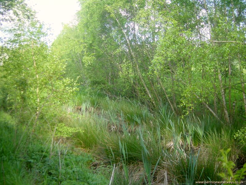 Barnsley Canal