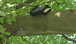 bat box - Photo: British Waterways