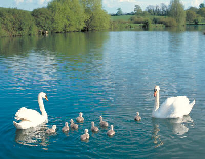 Swans and cygnets - Picture: British Waterways Swans and cygnets - Picture: British Waterways