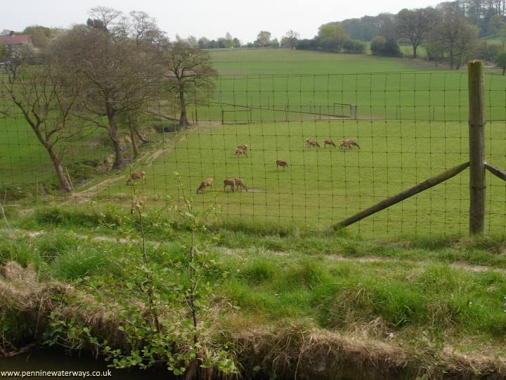 deer near the canal Macclesfield Canal, deer near the canal