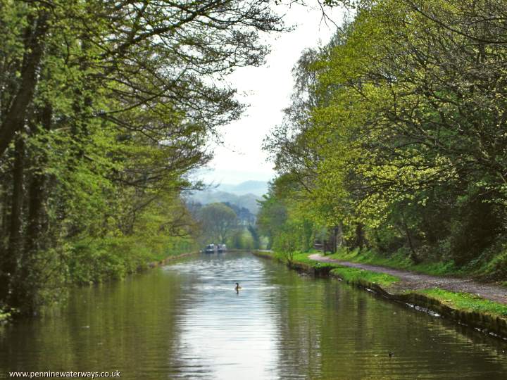 Ladybrook embankment