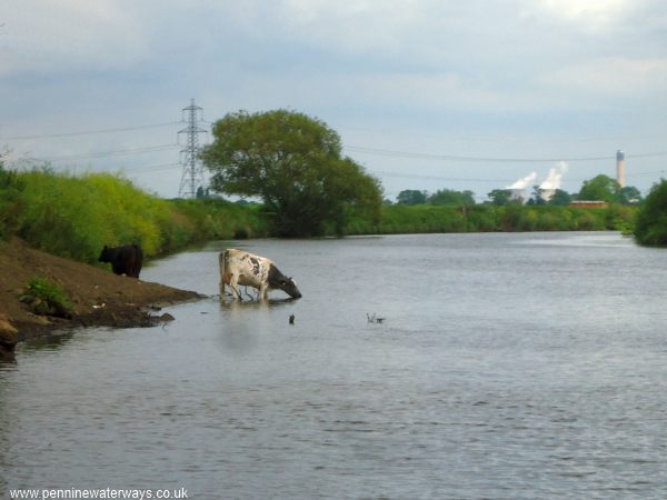 Kellington Marsh, River Aire Kellington Marsh, River Aire