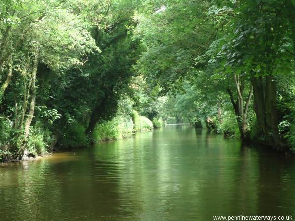 Milby Cut, River Ure Milby Cut, River Ure