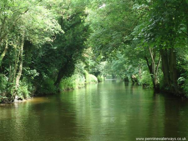 Milby Cut, River Ure