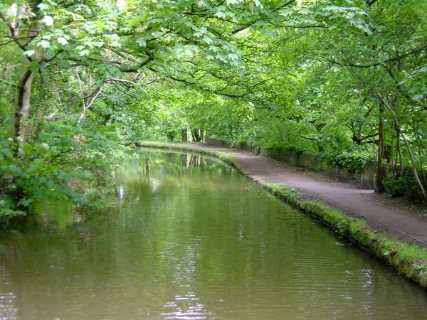 woodland near Romiley