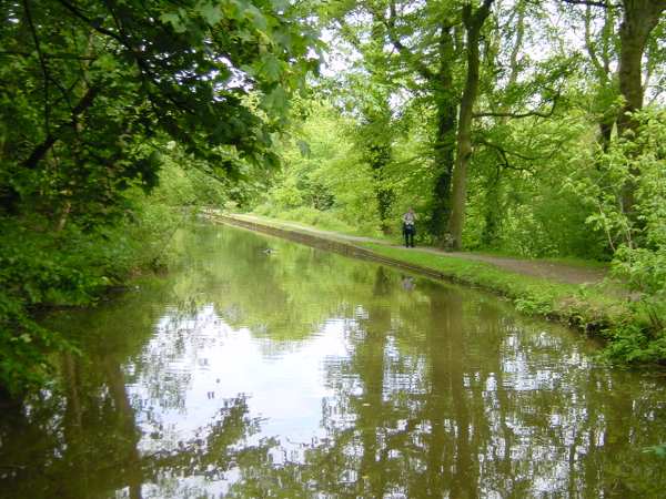 woodland near Romiley