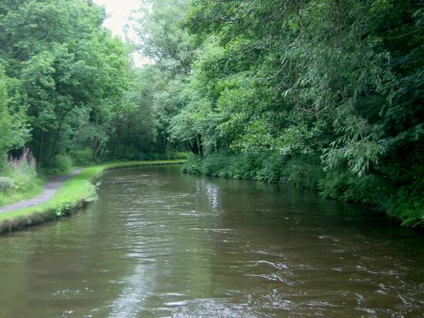 Woodland near New Mills